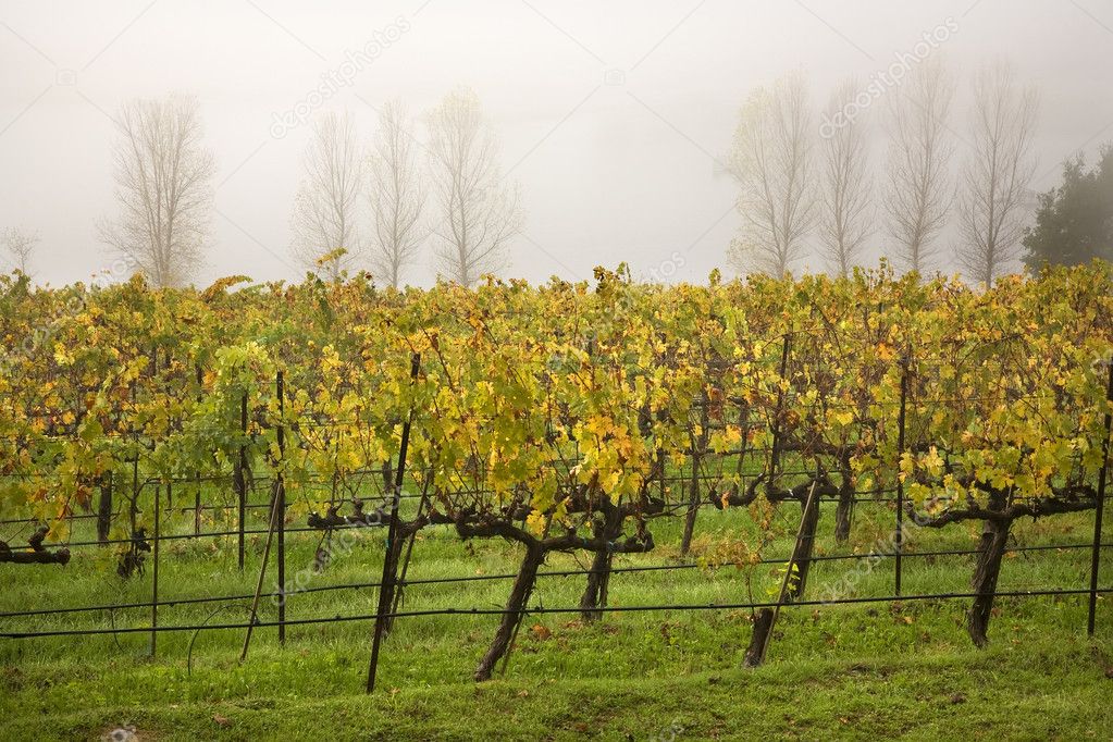 Vineyards Fog Tree Napa California