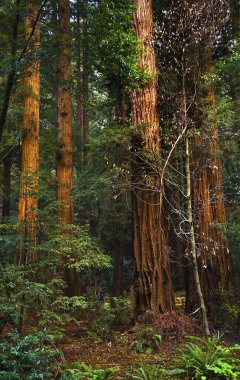 Giant Redwood Trees Tower Over Hikers Muir Woods National Monume clipart