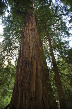 büyük sekoya ağacı muir woods Ulusal Anıt san francisco ca