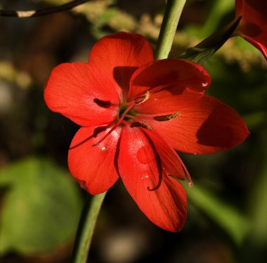 Red Geranium Van Dusen Garden Vancouver clipart