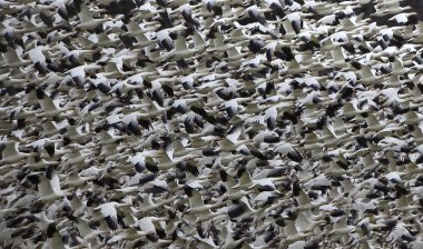 kar kazları kar geesetaking kapalı ve uçan binlerce soyut