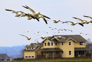 Snow Geese Flying Over House Skagit County Washington clipart