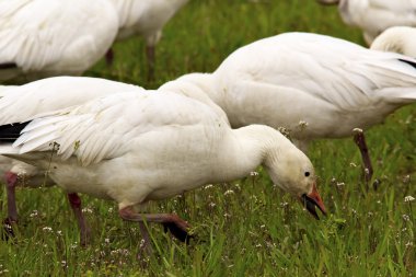 Snow Goose Feeding Close Up Skagit County Washington clipart