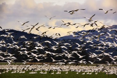 Thousands of Snow Geese Flying to Clouds clipart
