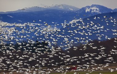 kar kazları dağ karşı uçan binlerce