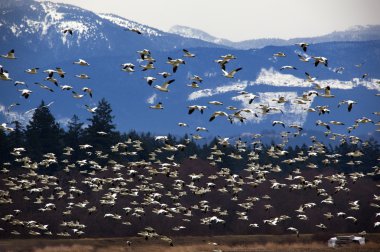 kar kazları dağ karşı uçan binlerce