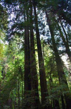 muir woods Ulusal Anıt san francisco ca uzun boylu Sekoya ağaçları