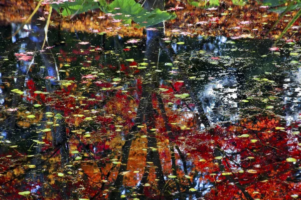 Lily Pads Árboles Reflexión Abstracto Verde Rojo Azul Van Dusen Gar —  Fotos de Stock