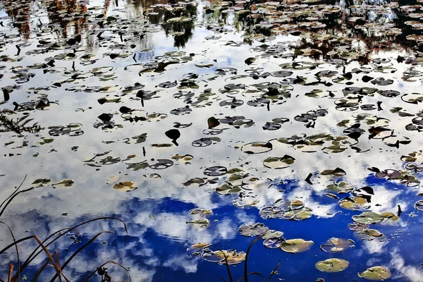 White Clouds Blue Sky Reflection Abstrakt Van Dusen Gardens Vanc – stockfoto