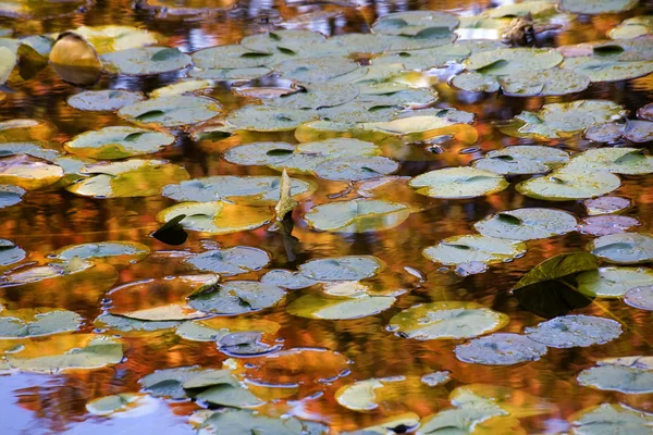 Gold Blue Lily Pads Reflejos de agua Jardines Van Dusen —  Fotos de Stock