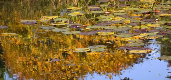 Gold Lily Pads Riflessioni sull'acqua Giardini Van Dusen — Foto Stock