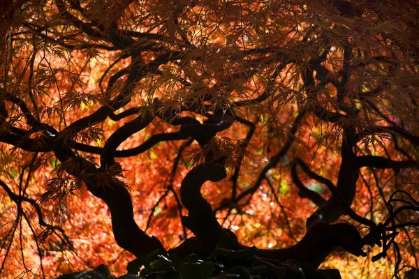 Японская мэпле осыпает Ван Дейка садом Ванкувер — стоковое фото