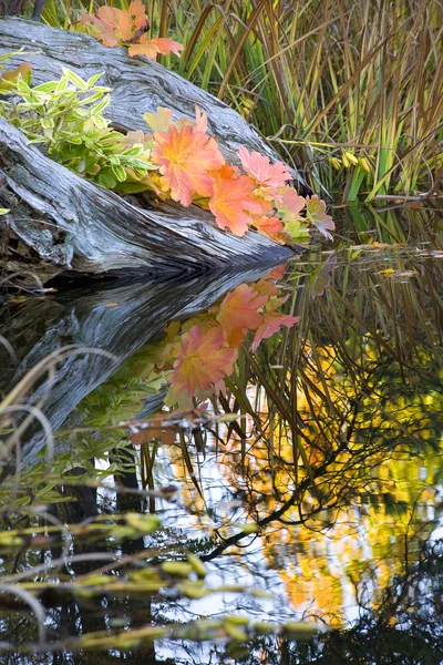 Deja reflexiones sobre el agua Colores de otoño Jardines Van Dusen — Foto de Stock