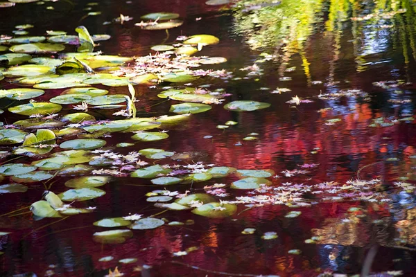 Lily Pads Fall Colors Water Reflections Van Dusen Gardens Winstou — Stok Foto