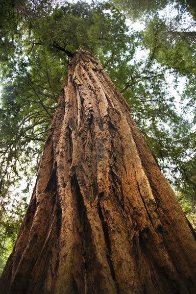 stock image Large Redwood Tree Looking Straight Up Muir Woods National Monum