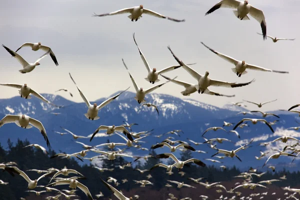 Muitos gansos de neve se aproximam voando da montanha — Fotografia de Stock