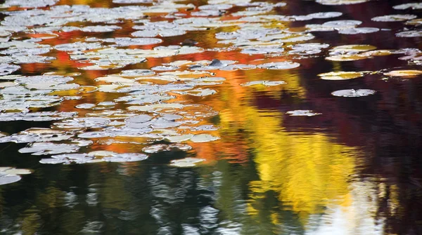 Orange gelbe Lilienkissen Wasserreflexionen van dusen Gärten — Stockfoto