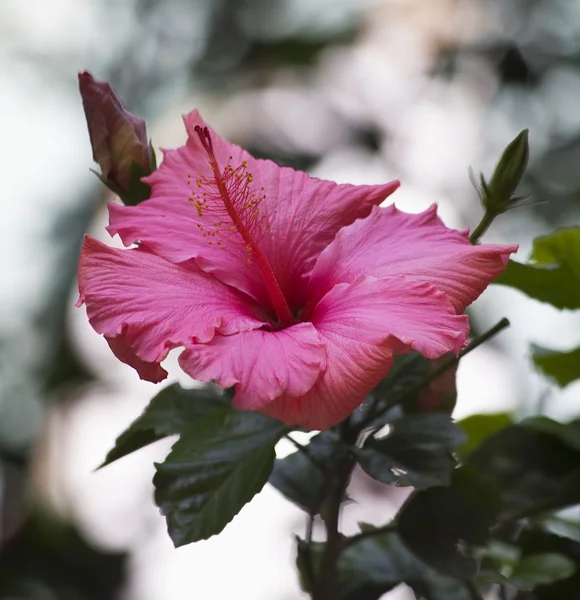 Rosa hibiskus närbild — Stockfoto