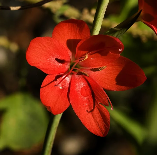 赤いゼラニウム ヴァン ・ dusen の庭バンクーバー — ストック写真