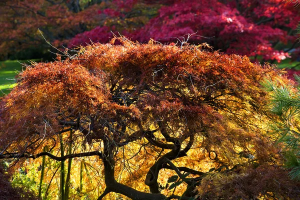 Японские садовники осыпают красными листьями — стоковое фото