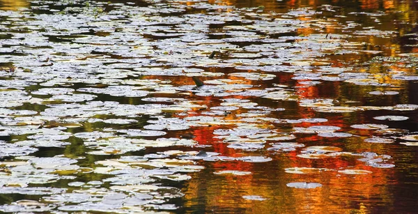 Almofadas de lírio vermelho laranja reflexões de água Van Dusen Jardins — Fotografia de Stock