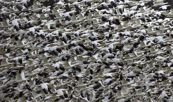 Gansos de nieve Resumen Miles de gansos de nieveDespegar y volar — Foto de Stock