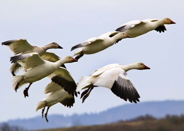Snow Geese Flying Landing Skagit County Washington — Stock Photo, Image