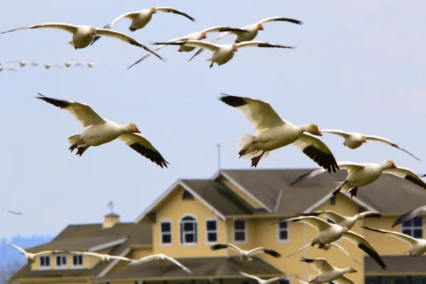 Snow Geese Flying Over House Skagit County Washington — Stock Photo, Image