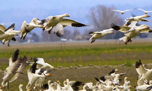 Snow Geese Flying Landing Joining Flock Skagit County Washington — Stock Photo, Image