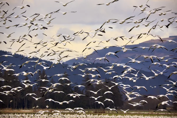 Tisíce snow husy létání a sundala — Stock fotografie