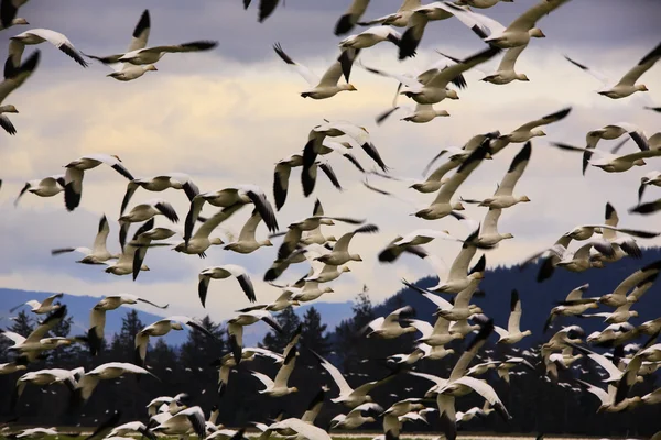 Сотни снежных гусей улетают — стоковое фото
