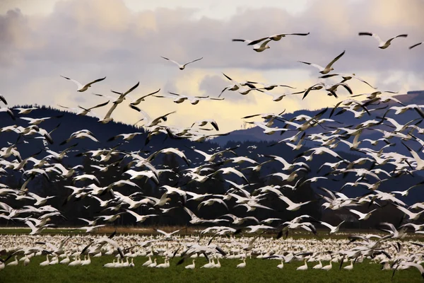 Тысячи снежных гусей летят в облака — стоковое фото