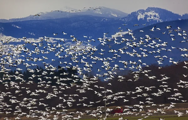 Тысячи снежных гусей летят против гор — стоковое фото