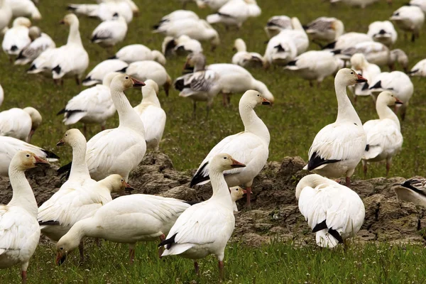 Snow Geese Flock Close Up Skagit County Washington — Stock Photo, Image