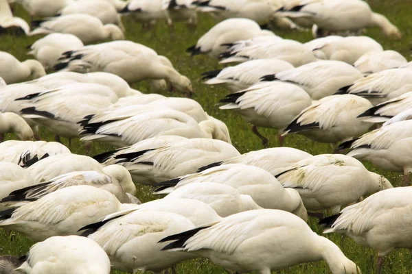 Snow Geese Flock Feeding Close Up Skagit County Washington — Stock Photo, Image