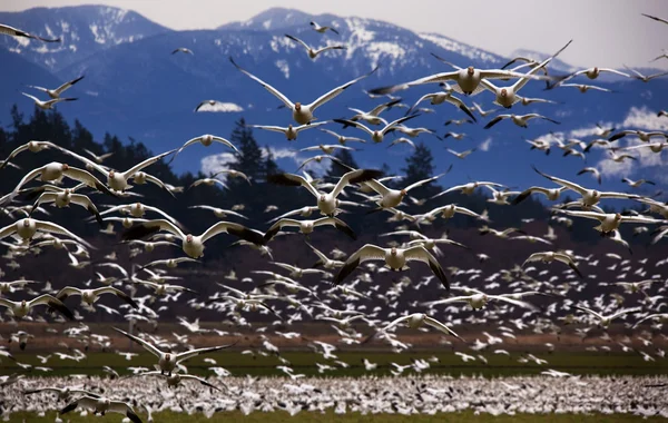 Milhares de gansos da neve voam diretamente para você — Fotografia de Stock