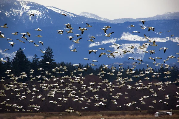 Des milliers d'Oies des neiges volent contre la montagne — Photo