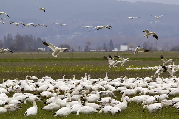 Snow Geese Flock Landing Close Up Skagit County Washington — Stock Photo, Image