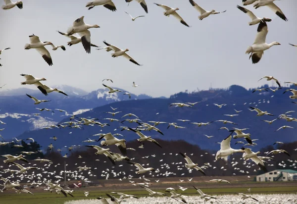 Сотни снежных гусей летят против горы — стоковое фото