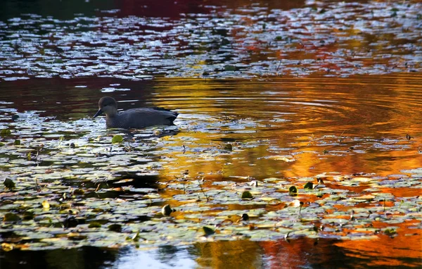 Ван Дейк в рефлексе воды — стоковое фото