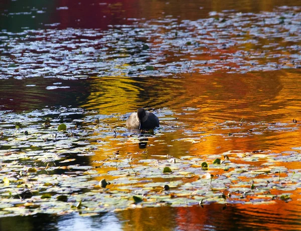 Van dusen ördek vancouver — Stok fotoğraf