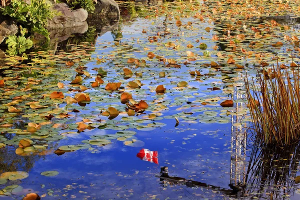 Lilienkissen kanadische Flagge Blätter Wasser Reflexion fallen Farben Vanc — Stockfoto