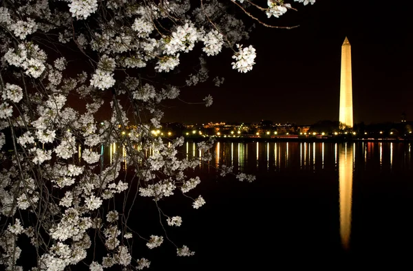 워싱턴 기념비 벚꽃 꽃 밤 촬영 — 스톡 사진