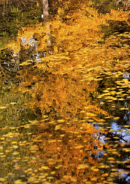 Gele boom val bladeren reflectie abstract van dusen tuinen va — Stockfoto