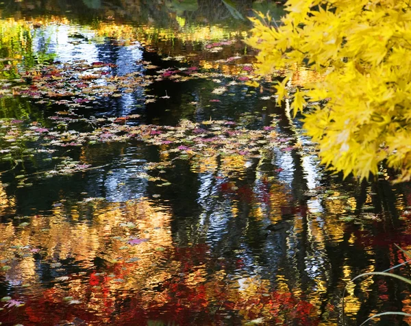 Reflejos del agua del árbol amarillo Jardines de Van Dusen —  Fotos de Stock