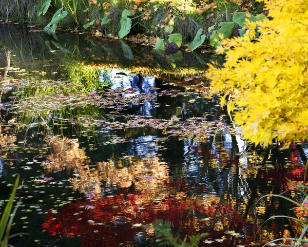 Gele boom waterlelies kleurrijke water reflecties van dusen garde — Stockfoto