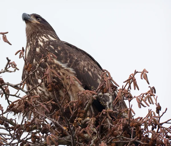 Águila calva inmadura en el condado de Tree Skagit en Washington — Foto de Stock