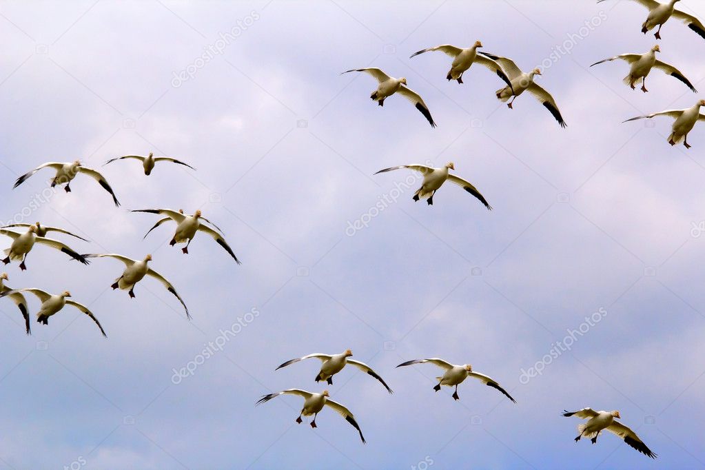 Snow Geese Flock Flying Landing Skagit County Washington