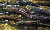 mnohobarevná losos tření nahoru řeky issaquah creek wahington