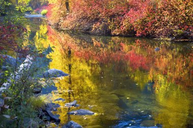 Deep Fall Colors Wenatchee River Stevens Pass Leavenworth Washin clipart